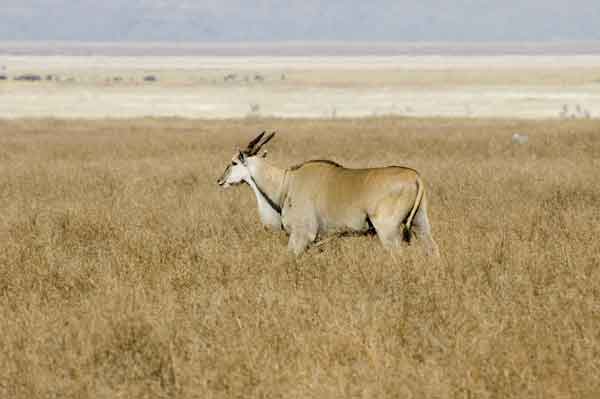 Antílope Eland - cráter del Ngorongoro - Tanzania 1.jpg